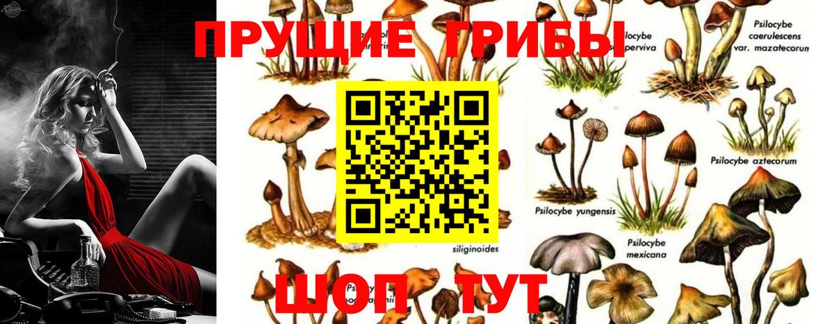 Псилоцибиновые грибы Cubensis  как найти   Великие Луки  Галлюциногенные грибы Magic Shrooms  Вход с VPN 